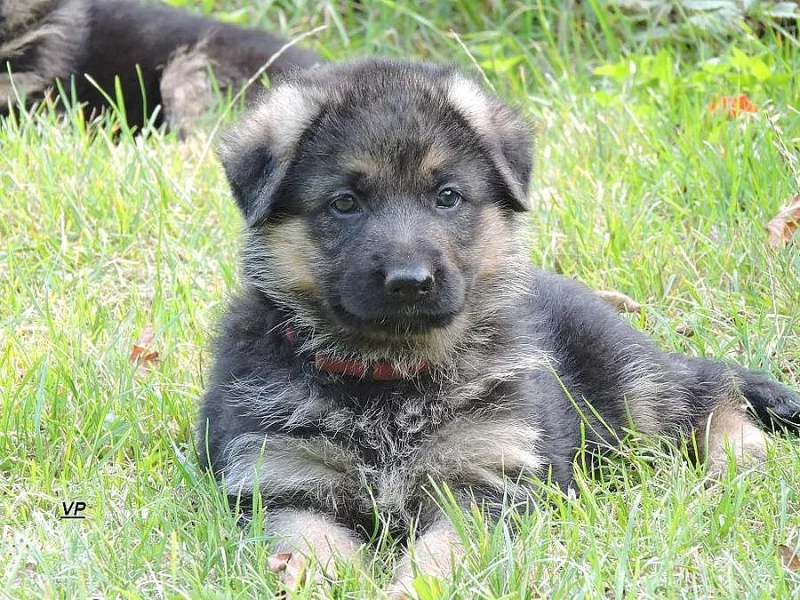 Prodáme štěňata NO s PP- poslední volný pejsek a f